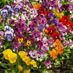 Fleurs - Viola Cornuta Variée - face recto